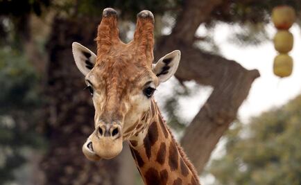 Dos jirafas mueren al ser alcanzadas por un rayo en safari de Florida