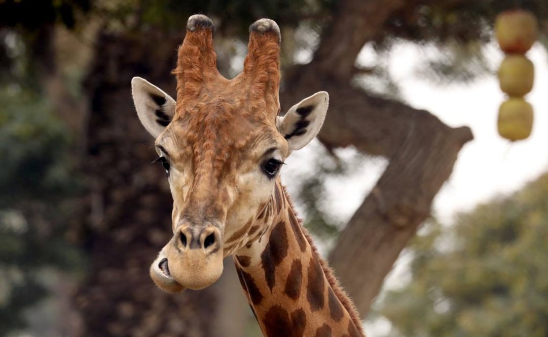 Foto: Archivo/Xinhua