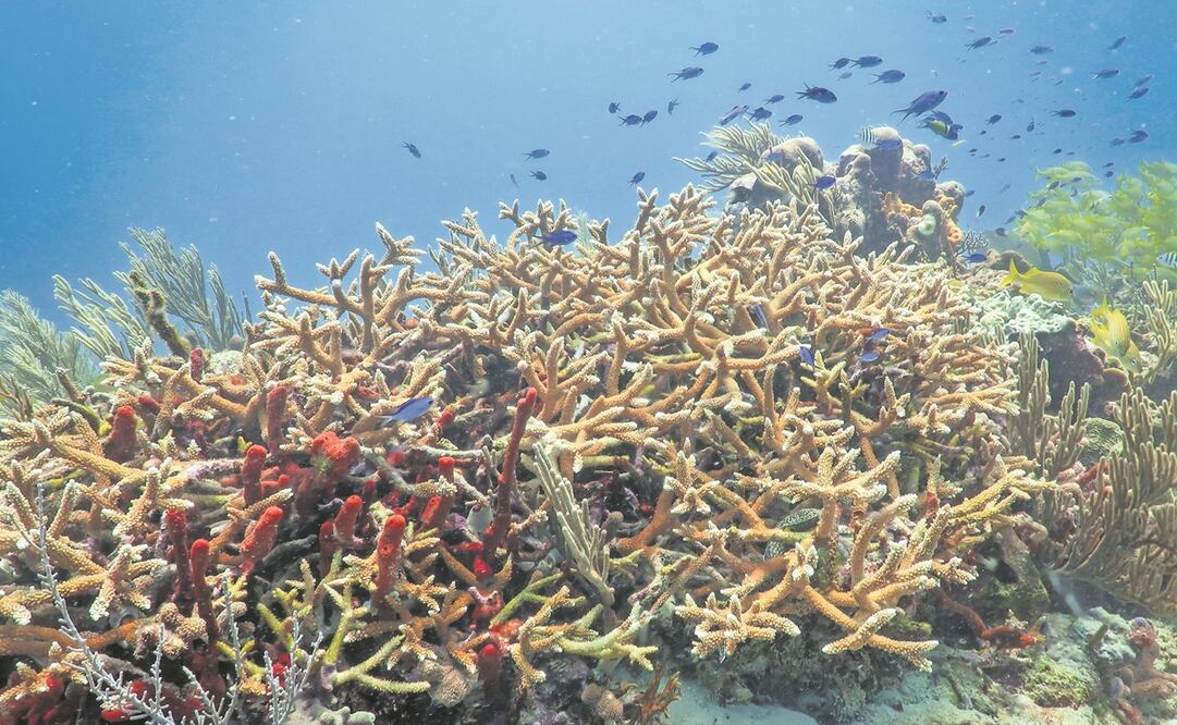 Los grandes constructores de arrecifes son los corales de lento crecimiento. Foto:  Lorenzo Álvarez / FILIP