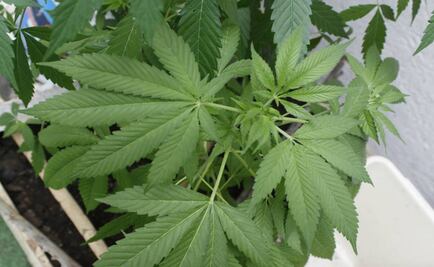 Mexico medical marijuana bill should pass Congress by May -senator