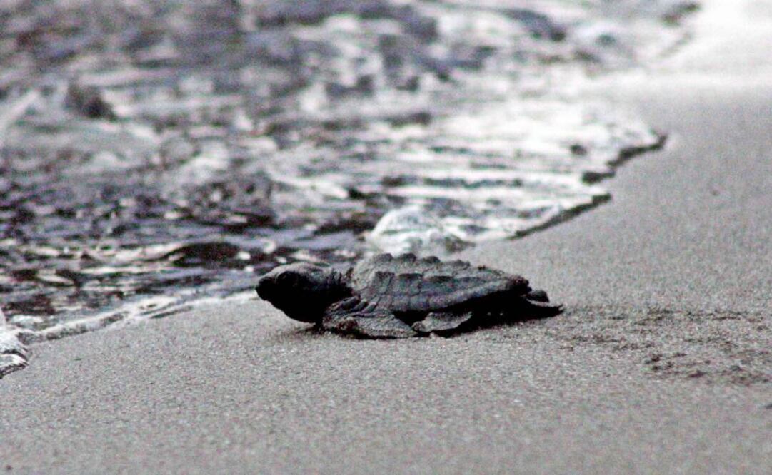 Foto: Archivo EL UNIVERSAL