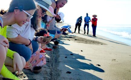 Liberan a dos mil crías de tortugas rescatadas de nidos en playas de Sinaloa