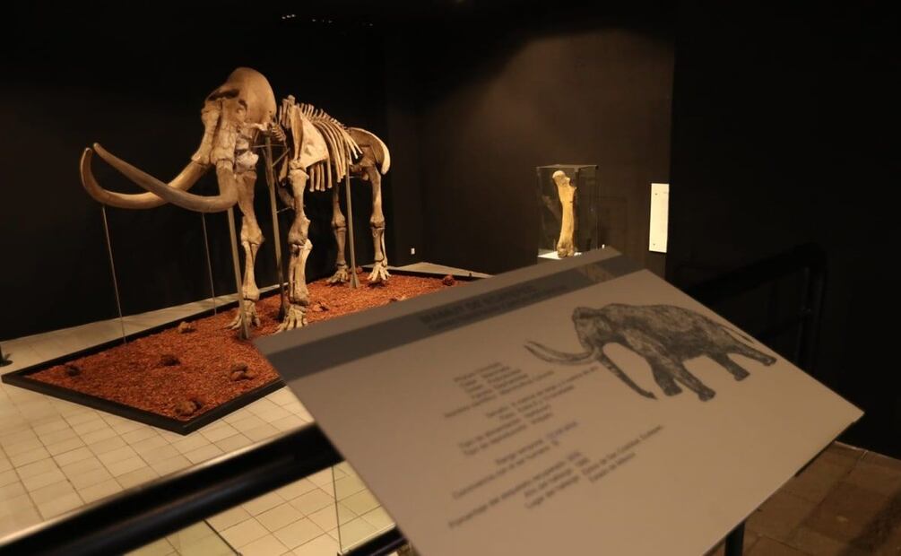 Reino Animal. Foto: Especial