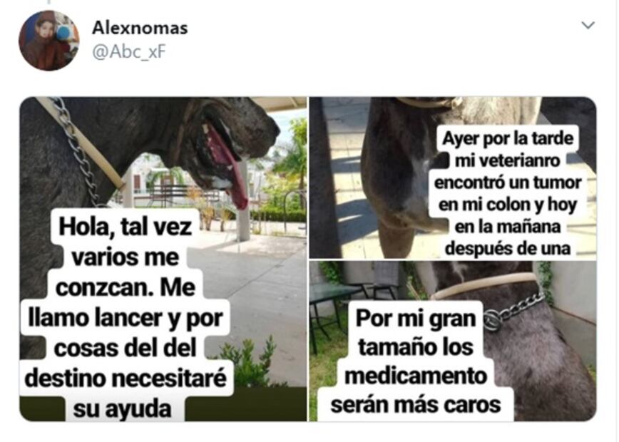 Perrito vende helados para costear tratamiento contra el cáncer en Sinaloa