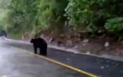 Indigna agresión con gas lacrimógeno a oso negro en Nuevo León