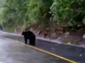 Indigna agresión con gas lacrimógeno a oso negro en Nuevo León