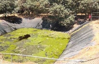 ¿Qué causó la muerte de 100 perros en Edomex?