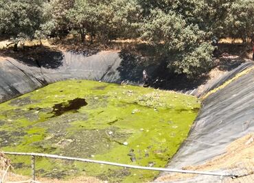 ¿Qué causó la muerte de 100 perros en Edomex?