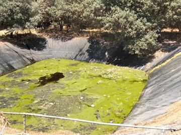 ¿Qué causó la muerte de 100 perros en Edomex?