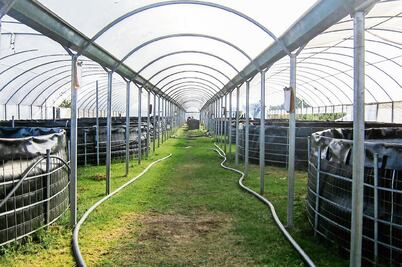 Detectan virus de la tilapia del lago 