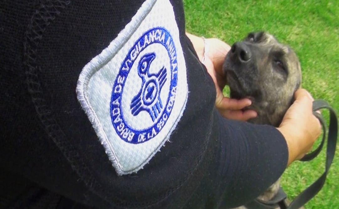 Brigada de Vigilancia Animal rescató más de 250 animales en 2024 (07/01/2025). Foto: BVA