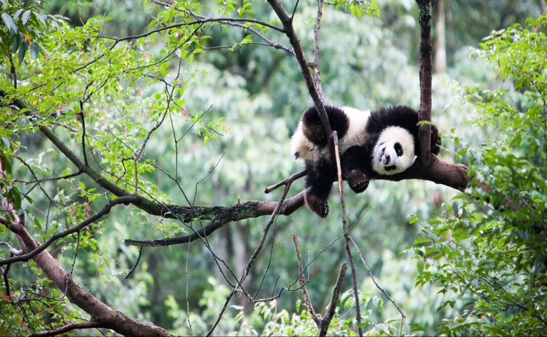 Los pandas habitan las provincias de Sichuan, Shanxi y Gansu, al oeste de China. (Foto: Cortesía Rustic Pathway)