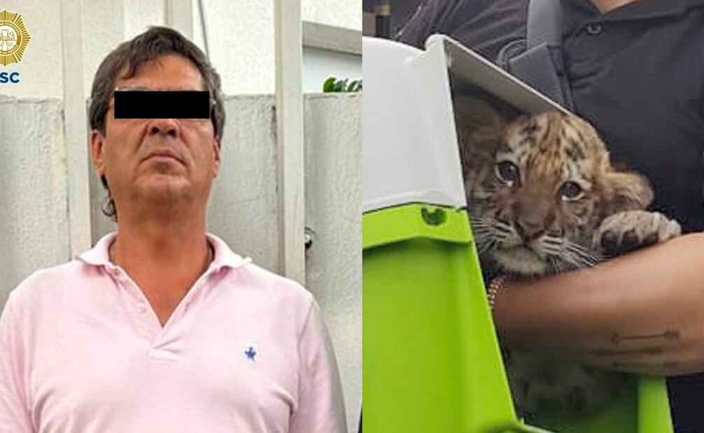 El hombre de 56 años de edad que trasladaba al ejemplar de tigre cachorro fue detenido. Foto: SSC