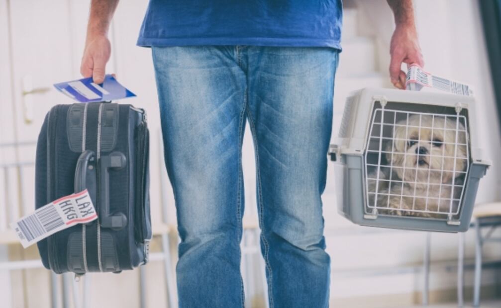 Pasajera demanda a aerolínea por encerrar en baño a su perro