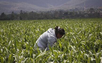 Urge apoyo a mujeres del campo ante precariedad que enfrentan: PT