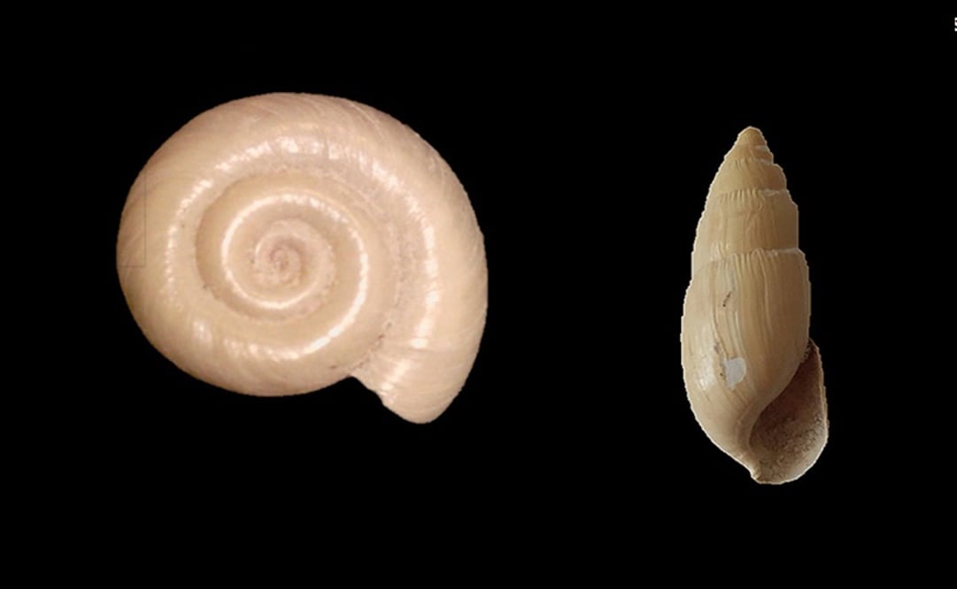 Foto: Cortesía INAH