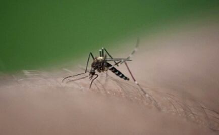 Con lluvias se ampliará virus de chikungunya a otros estados: Ssa