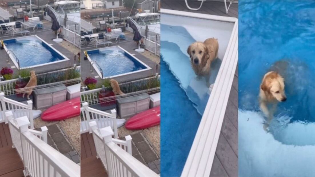 Perrito viral | Fuente: Twitter @showmundialshow