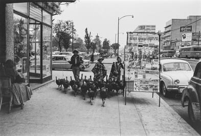 El guajolote en la cena de Navidad, en los bailes de boda y hasta en el transporte