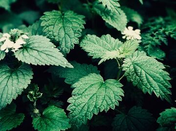 Disfruta los múltiples beneficios de consumir ortiga