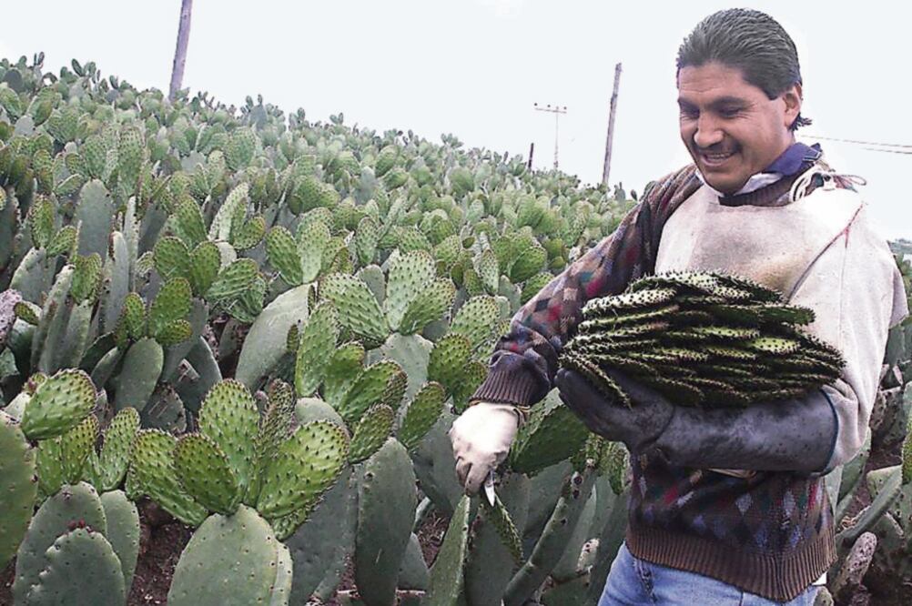 En una superficie de media hectárea los productores de Milpa Alta llegan a cosechar 4 mil 800 nopales en un día (SEDEREC)