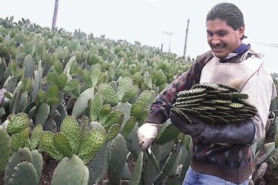 Exporta CDMX nopal de alta calidad a Europa y EU