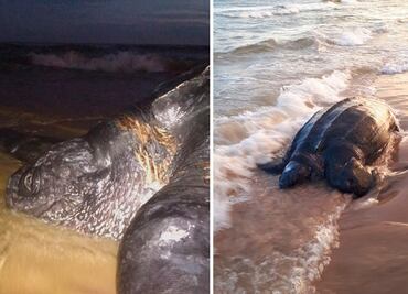 Hallan muerta a tortuga de 500 kilos en una playa de Uruguay
