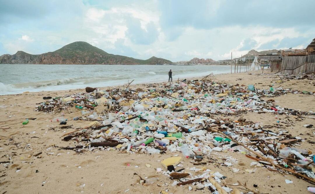 Tortugas desovan en playas de Los Cabos; basura y tormenta “Lorena” marcan la temporada. Foto: Especial