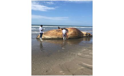 Localizan cuerpo de ballena en playas de Sinaloa