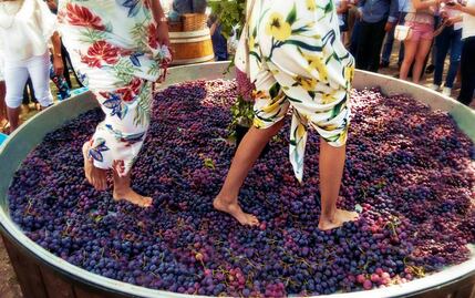 Guía para celebrar las Fiestas de la Vendimia en Querétaro