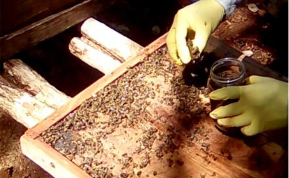 Plaguicida mata a miles de abejas en Q. Roo; fumigaron para sembrar chile