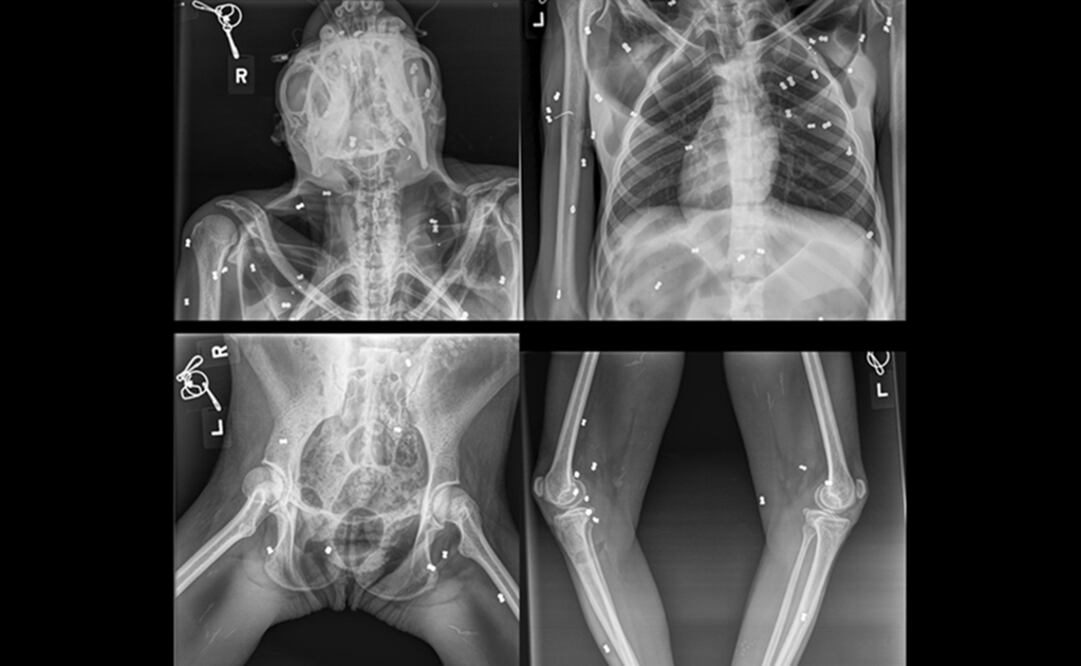 Foto: Twitter @KementerianLHK