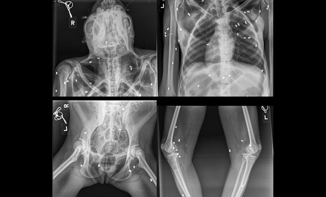 Foto: Twitter @KementerianLHK