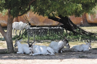 Toman medidas en zoológicos por ola de calor