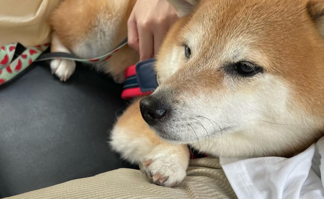El dueño del perrito mostró las radiografías de los estudios de Cheems y señaló que se tomará un descanso de las redes sociales. Foto: Instagram