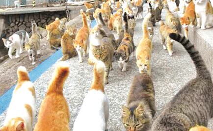 Congreso de CDMX pide a SEP intervenir por gatos callejeros en Coyoacán