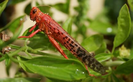 Secretaría de Agricultura mantiene bajo control plaga de langosta