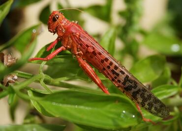 Secretaría de Agricultura mantiene bajo control plaga de langosta