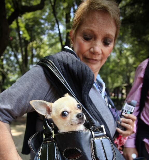 El sacerdote que bautizó a un perro y la industria de la felicidad canina