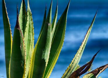 ¿Qué es el comiteco, la bebida "prima" del mezcal?