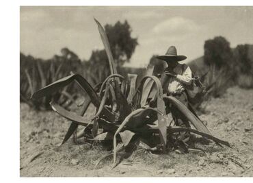 El regreso del Pulque