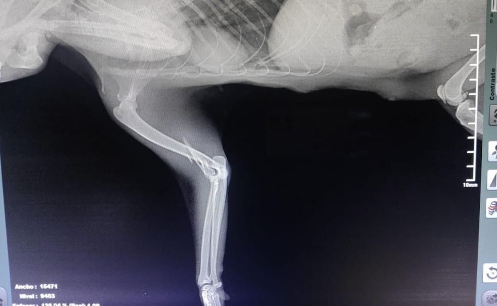 Alcaldía Cuauhtémoc rescata a gatita lesionada en la colonia Doctores. Foto: Especial