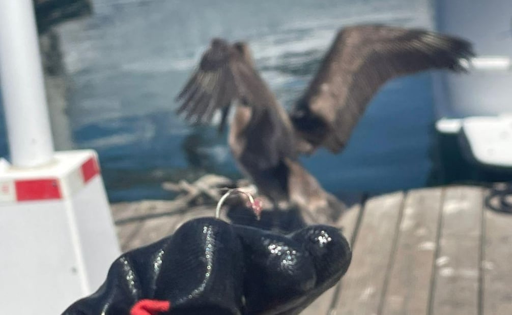 Conanp rescata a pelícano con anzuelo incrustado en el pecho en Cabo San Lucas (25/03/2026). Foto: Conanp
