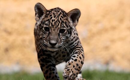 Lanzan convocatoria para elegir nombre de cachorra jaguar en Tlaxcala