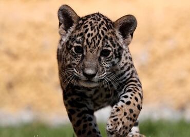 Lanzan convocatoria para elegir nombre de cachorra jaguar en Tlaxcala