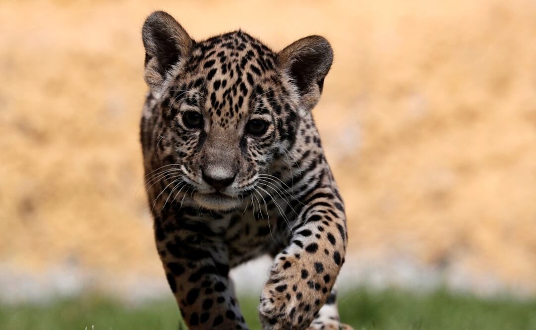 La cachorra, que nació hace dos meses, presenta un excelente estado de salud, cuenta con sus vacunas y tiene un peso de 4.5 kilos. Foto: Reuters