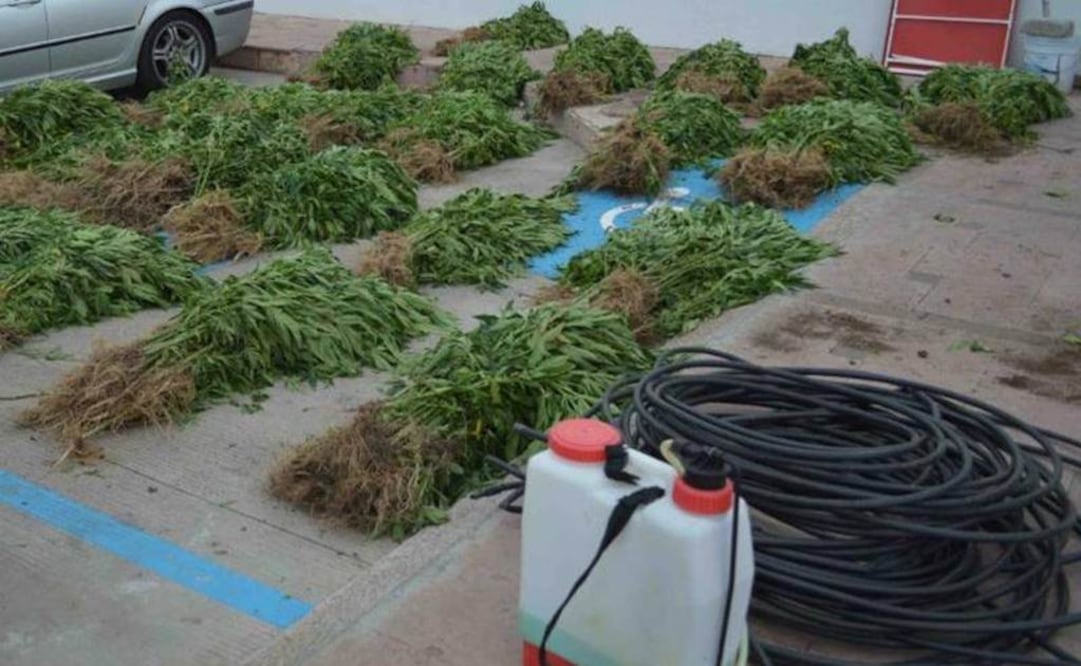 Las plantas estaban sembradas en una extensión de terreno de 10 por 16 metros, bajo mezquites, nopaleras y palmas, "con el propósito de ocultarlas". (Foto: Xóchitl Álvarez)