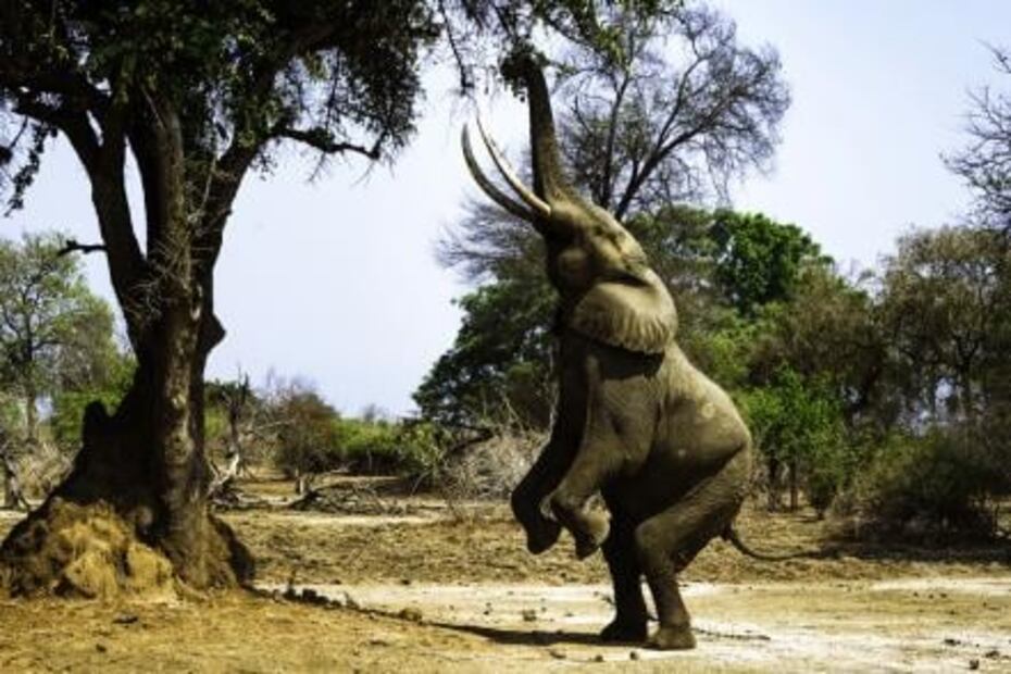 Zimbabue ofrece el mejor safari de África