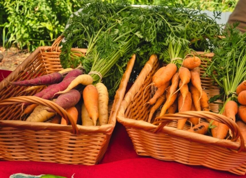 Huertos urbanos: hortalizas que puedes cosechar en casa