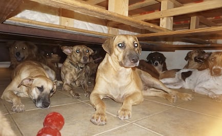 Mujer rescata a 97 perritos en Bahamas durante paso de "Dorian"